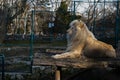 Lion in captivity - Medium Shot