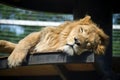 Lion in captivity