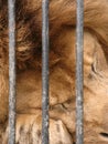 The lion in captivity in the zoo is behind bars. Power in a cage. Close-up