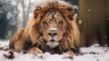 Snow-covered Lion: Captivating Nature-inspired Imagery