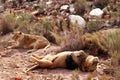 The lion is Africa`s largest terrestrial predator