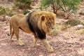 The lion is Africa`s largest terrestrial predator