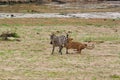 Lion catching a zebra