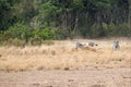 Lion Catching Zebra in Kenya Africa Royalty Free Stock Photo