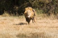 Lion on the charge Royalty Free Stock Photo