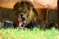 Lion Chewing