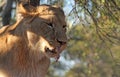 Lion Chewing On A Chicken In South African National Park