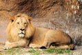 Lion close to waterfall Royalty Free Stock Photo