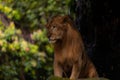 Lion Close-up portrait, face of a male lion Panthera leo