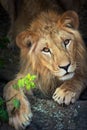 Lion close up portrait