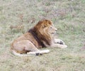 Lion close up, Safari Park Taigan (Lions Park), Crimea.