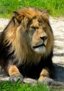 Lion Royalty Free Stock Photo