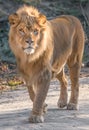 Lion closeup