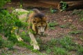 Lion Closup -in the Dehiwala National Park - Dehiwala