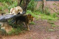 Lion Closup -in the Dehiwala National Park - Dehiwala