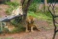 Lion Closup - in the Dehiwala National Park - Dehiwala