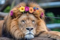 lion with colorful gerberas in its mane lying down