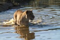 Lion with a confused facial expression looking for a prey in South Africa