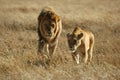 The Lion Couple Royalty Free Stock Photo