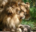 Lion couple courting