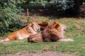 Lion couple dozing together
