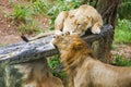 Lion couple in love - Safari in the Dehiwala National Park