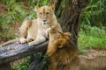 Lion couple in love - Safari in the Dehiwala National Park