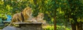 Lion couple, male and female lion laying together on a rock, Wild cats from Africa, Vulnerable animal specie