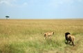 Lion Couple on Savannah Royalty Free Stock Photo