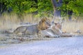 Lion couple togetherness, male and female resting and lying in the african savannah Royalty Free Stock Photo