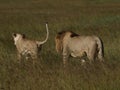 Lion courtship Royalty Free Stock Photo
