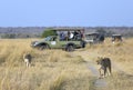 lion crossing the road in the African savannah Royalty Free Stock Photo