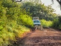 Lion crossing a road in front of tourist in safari car Royalty Free Stock Photo