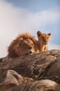 Lion and cub Royalty Free Stock Photo