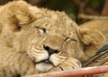 Lion cub Royalty Free Stock Photo