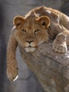 Lion Cub