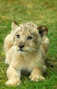 Lion cub Royalty Free Stock Photo