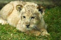 Lion cub Royalty Free Stock Photo