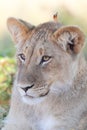 Lion cub Royalty Free Stock Photo