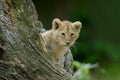 Lion cub Royalty Free Stock Photo