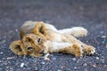 Lion cub