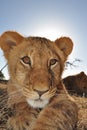 Lion cub Royalty Free Stock Photo