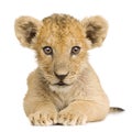 Lion Cub (3 months) Royalty Free Stock Photo