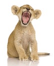Lion Cub (3 months) Royalty Free Stock Photo