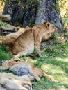 Lion cub Royalty Free Stock Photo