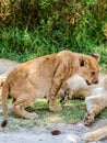 Lion cub Royalty Free Stock Photo