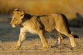 Lion cub Royalty Free Stock Photo