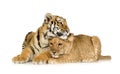 Lion Cub (5 months) and tiger cub (5 months) Royalty Free Stock Photo