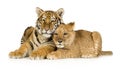 Lion Cub (5 months) and tiger cub (5 months) Royalty Free Stock Photo
