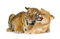 Lion Cub (5 months) and tiger cub (5 months) Royalty Free Stock Photo